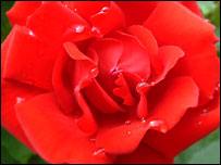 Norfolk's Valentines Day traditions: link