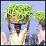 پاکستانی عوام
