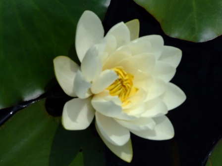 North Uist Lily