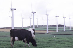 Picture shows wind farm with cows in foreground