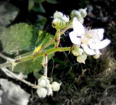Blackberry Thorn Bush