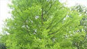 Taxodium distichum