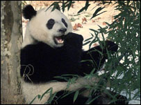 پانڈا