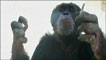 Chimpanzé Omega