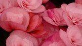 Pink begonia's... Pink begonia's...