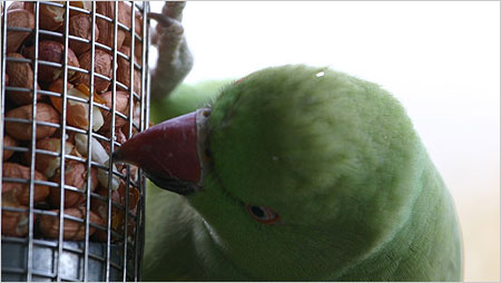Parakeet