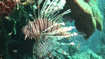 A lionfish