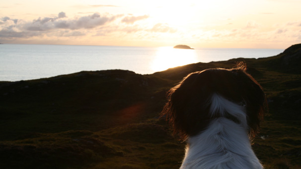 Dougal the dog also enjoyed the view while out walking with Colin.