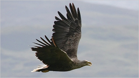 Sea Eagle c/o Iain Erskine