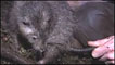 Ratazana gigante encontrada em Papua Nova Guiné (Foto: BBC)