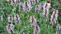 Stachys officinalis