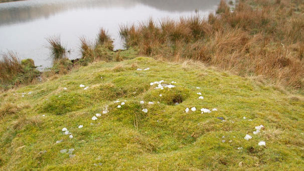 jelly substance in grass