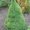 White spruce