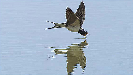 Swallow feeding above pool c/o northeastwildlife.co.uk