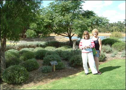 Lavender beds at Cape Lavender
