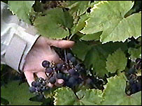 Vinice