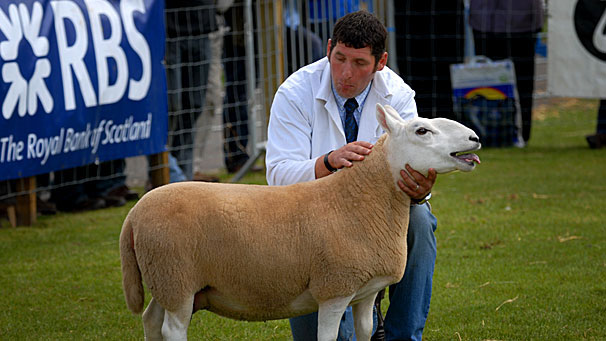 W & J Thomson's Champion of North Country Cheviot Hill sheep.