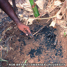 Banana planted with biochar