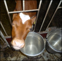 Cows on farm in Asher