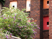 Lilac now grows over much of the derelict buildings