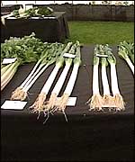 Rows of leeks