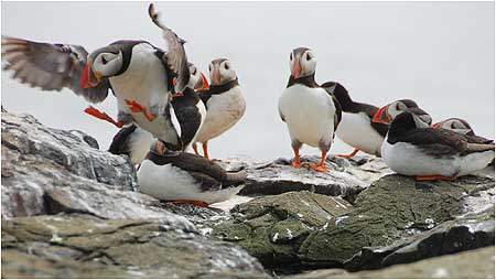 Puffins c/o Sue Wilkinson