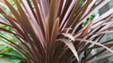 Cordyline australis