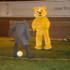 Adil takes on Pudsey
