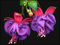 Fuchsias