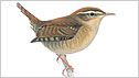 Wren c/o rspb Mike Langman