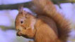 Red squirrel