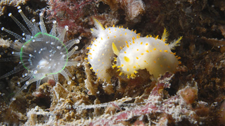 Crimora papillata pair