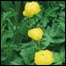 Globeflower