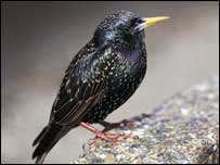 Starling