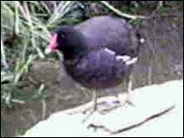 Moorhen