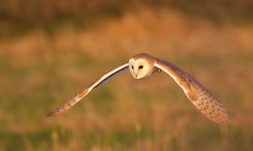 Barn owl by Pete Walkden
