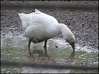 The geese enjoy waddling in the mud 