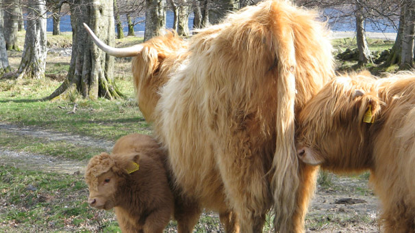 Highland calf