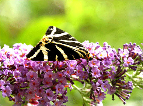 Jersey tiger sucking nectar