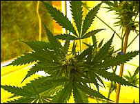 大麻