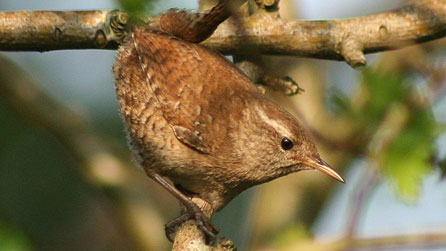 Wren (Photograph by former-extog) 