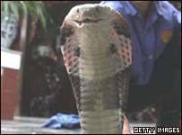 Serpente
