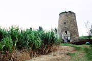 Photograph showing a sugar cane field and windmill in Barbados