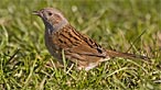 Dunnock. Photo: Madonbirds