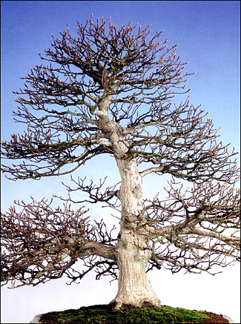 Swindon Bonsai Society
