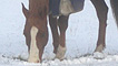 A horse grazes through shallow snow