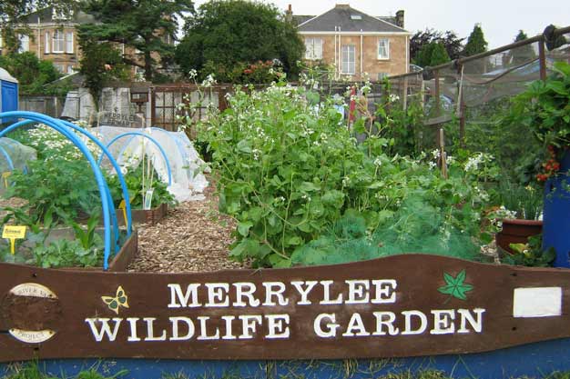 Our allotment