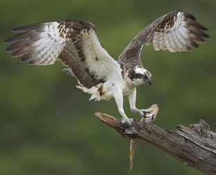 Osprey from the Nature Picture Library