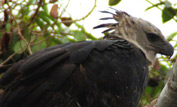 Harpy eagle