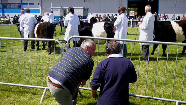 Out of Doors presenters Mark Stephen and Euan McIlwraith get close to the action during the judging of a Belted Galloway class.